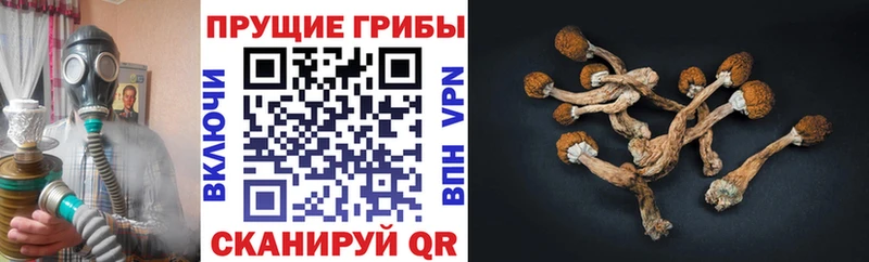 Галлюциногенные грибы Psilocybine cubensis  Балашиха 